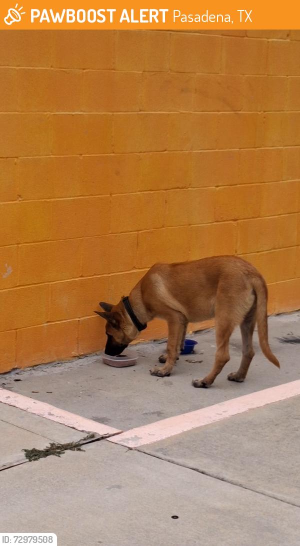 Found/Stray Male Dog last seen Pansy St, Pasadena, TX 77505