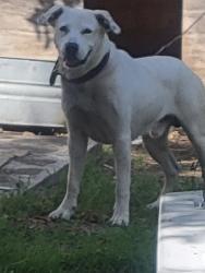 Reunited Male Dog last seen Avenue B, Seguin, TX 78155
