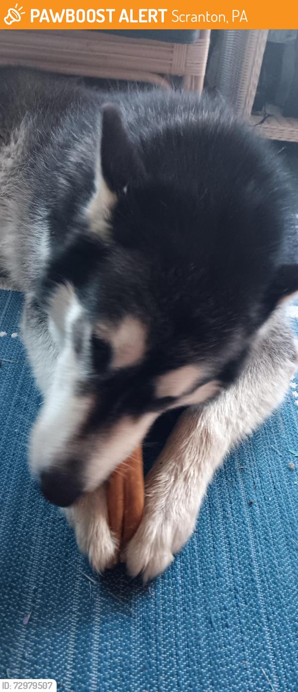 Found/Stray Unknown Dog last seen James Ave., Scranton, PA 18510