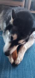 Found/Stray Unknown Dog last seen James Ave., Scranton, PA 18510