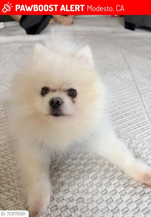 Lost Male Dog last seen Tully and standiford , Modesto, CA 95356