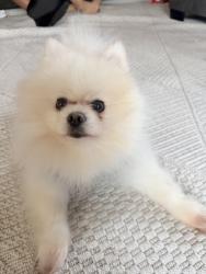 Lost Male Dog last seen Tully and standiford , Modesto, CA 95356