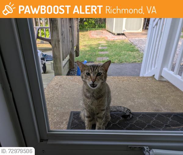 Found/Stray Unknown Cat last seen Ridgefield & Lauderdale, Richmond, VA 23233