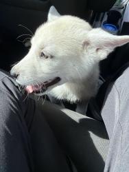 Found/Stray Female Dog last seen 104th street and Western Avenue , Oklahoma City, OK 73114