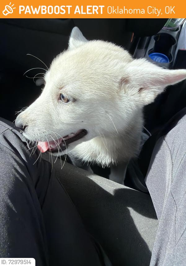 Found/Stray Female Dog last seen 104th street and Western Avenue , Oklahoma City, OK 73114