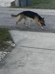 Found/Stray Male Dog last seen St Stephen’s , New Port Richey, FL 34652