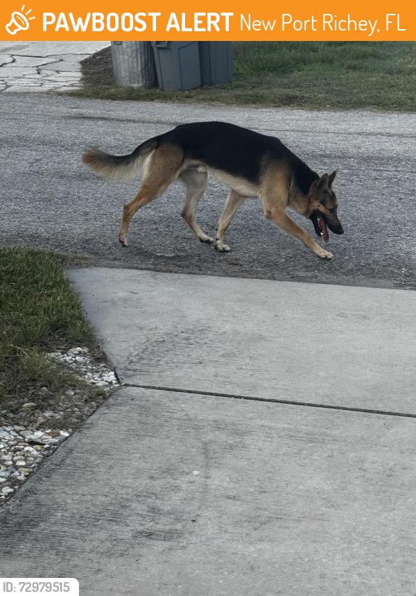 Found/Stray Male Dog last seen St Stephen’s , New Port Richey, FL 34652