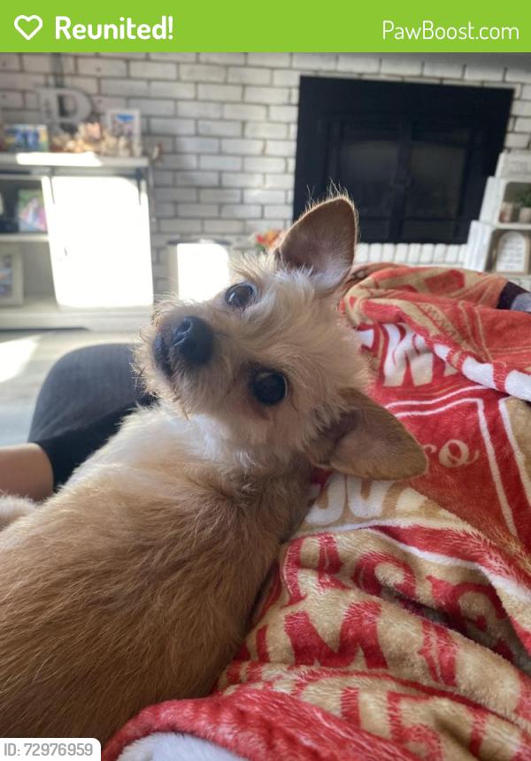 Reunited Female Dog last seen Northview and Haggin, Sacramento, CA 95833