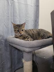 Lost Male Cat last seen Top of the hill north of tanglewood gas station , Drumore, PA 17518