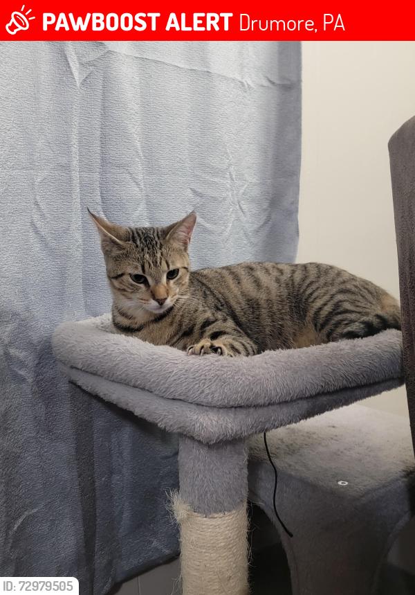 Lost Male Cat last seen Top of the hill north of tanglewood gas station , Drumore, PA 17518