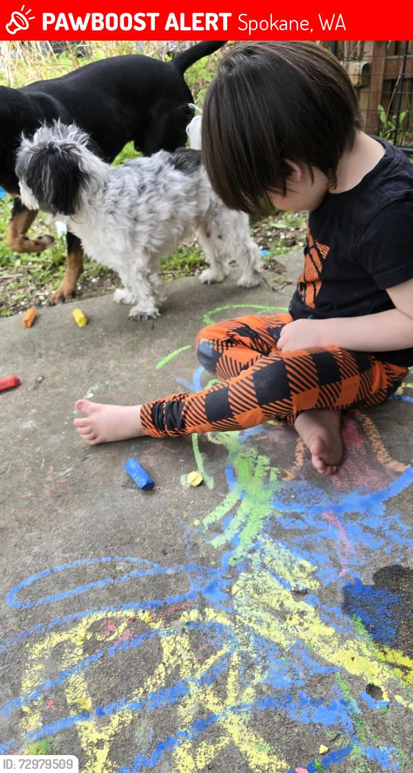 Lost Male Dog last seen Wesley and navada , Spokane, WA 99217
