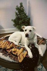 Reunited Male Dog last seen S Delaware St and W Yale Ave , Denver, CO 80223