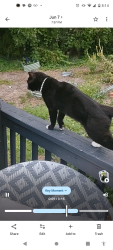 Found/Stray Female Cat last seen My back porch, Greensboro, NC 27401