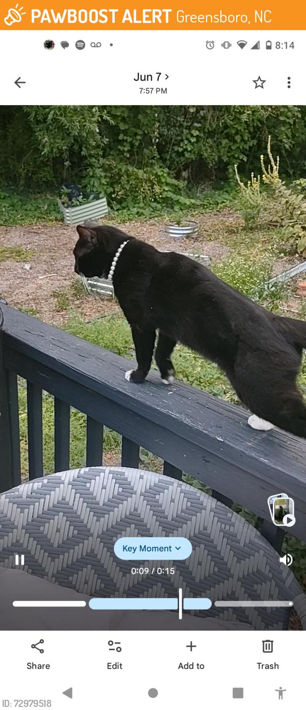 Found/Stray Female Cat last seen My back porch, Greensboro, NC 27401
