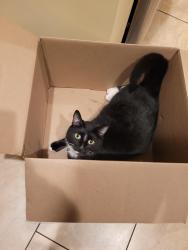 Reunited Male Cat last seen Rosecrans , Norwalk, CA 90650