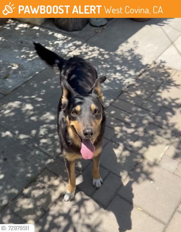 Found/Stray Female Dog last seen Vincent Ave , West Covina, CA 91790