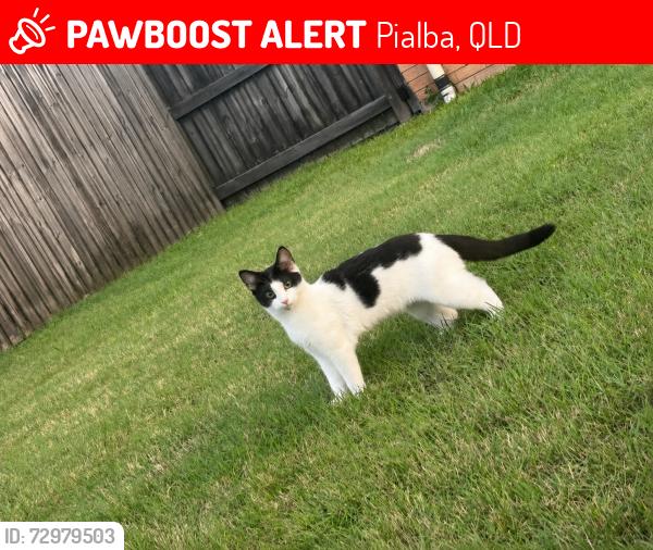 Lost Female Cat last seen Pialba, Pialba, QLD 4655
