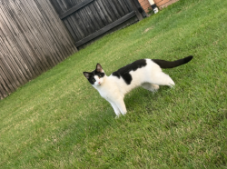Lost Female Cat last seen Pialba, Pialba, QLD 4655