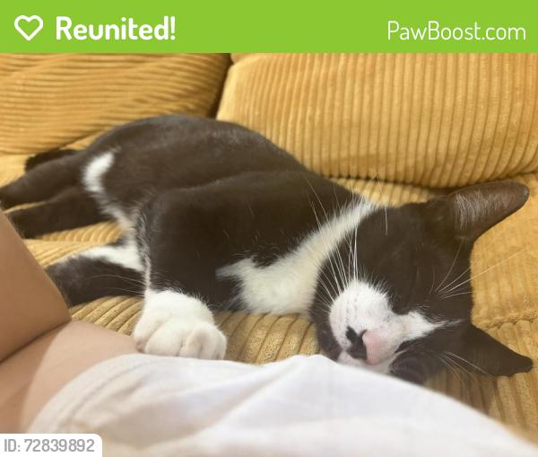 Reunited Male Cat last seen Rusty’s Walnut Creek Ranch, Cedar Creek, TX 78612
