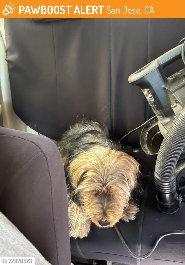 Found/Stray Female Dog last seen Near Cardenas on e Julian , San Jose, CA 95112