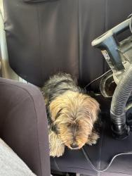 Found/Stray Female Dog last seen Near Cardenas on e Julian , San Jose, CA 95112