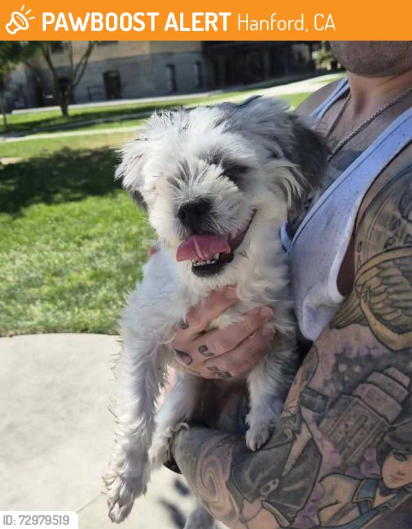 Found/Stray Female Dog last seen Hola cafecito , Hanford, CA 93230