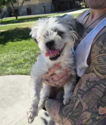 Found/Stray Female Dog last seen Hola cafecito , Hanford, CA 93230