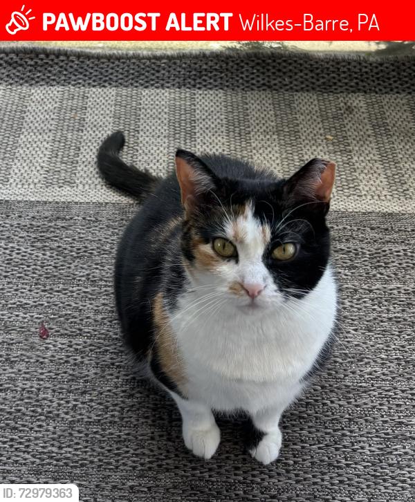Lost Female Cat last seen Pains Animal hosp , Wilkes-Barre, PA 18705