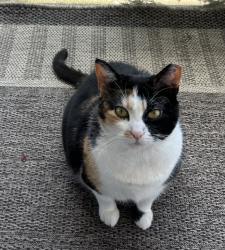 Lost Female Cat last seen Pains Animal hosp , Wilkes-Barre, PA 18705