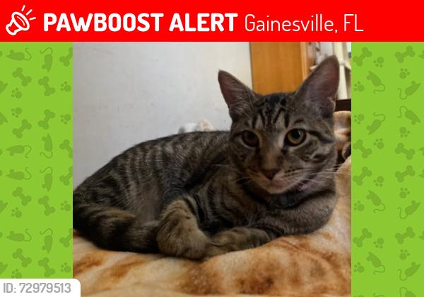 Lost Female Cat last seen NW 37th Terrace, NW 39th Place, NW 37th Drive, NW 36th Drive, NW 43rd Place, NW 38th Street, NW 39th Way, NW 36th Terrace, NW 36th Street, Gainesville, FL 32606