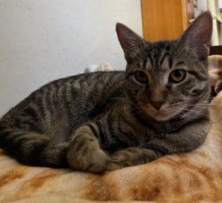 Lost Female Cat last seen NW 37th Terrace, NW 39th Place, NW 37th Drive, NW 36th Drive, NW 43rd Place, NW 38th Street, NW 39th Way, NW 36th Terrace, NW 36th Street, Gainesville, FL 32606