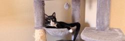 Lost Male Cat last seen Dublin and Templeton Gap, Colorado Springs, CO 80923