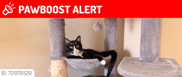 Lost Male Cat last seen Dublin and Templeton Gap, Colorado Springs, CO 80923
