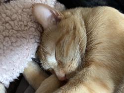 Reunited Male Cat last seen Near 1-2 and Virginia , New Hope, New Hope, MN 55427