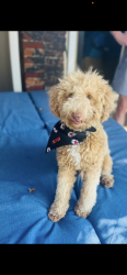 Lost Male Dog last seen 31st and Trafficway, Kansas City, MO 64108