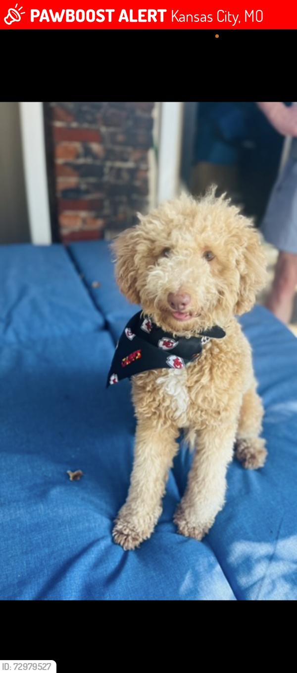 Lost Male Dog last seen 31st and Trafficway, Kansas City, MO 64108