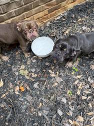 Found/Stray Female Dog last seen Allie drive and Lake Dow, Henry County, GA 30252
