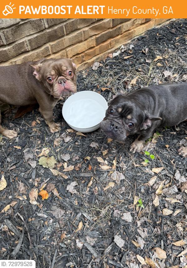 Found/Stray Female Dog last seen Allie drive and Lake Dow, Henry County, GA 30252