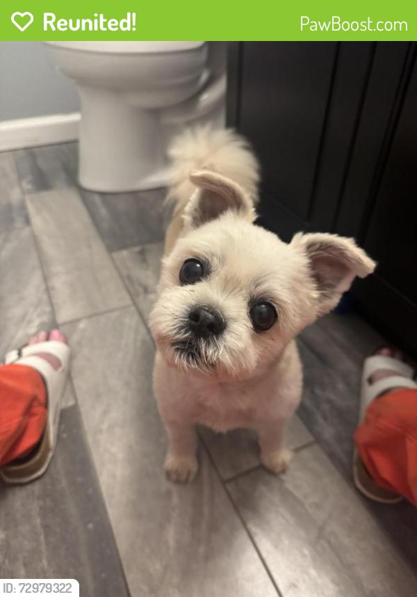 Reunited Male Dog last seen Getgo, Carnegie, PA 15106