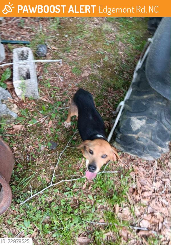 Found/Stray Unknown Dog last seen Edgemont Rd collettsville nc , Edgemont Rd, NC 28646