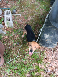 Found/Stray Unknown Dog last seen Edgemont Rd collettsville nc , Edgemont Rd, NC 28646