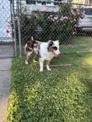 Found/Stray Male Dog last seen Eye Care Specialist, Rutter Ave, Kingston PA, Kingston, PA 18704