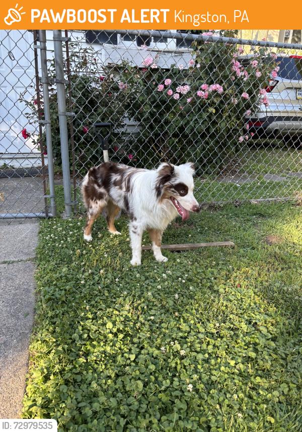Found/Stray Male Dog last seen Eye Care Specialist, Rutter Ave, Kingston PA, Kingston, PA 18704