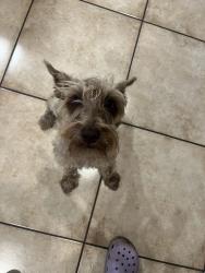Lost Male Dog last seen Pioneer st, Fort Worth, TX 76119