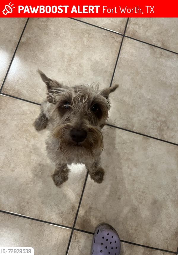 Lost Male Dog last seen Pioneer st, Fort Worth, TX 76119