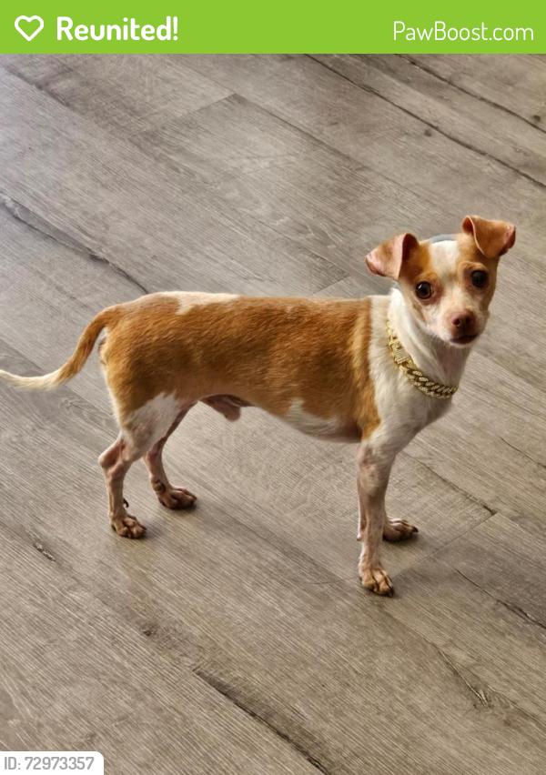 Reunited Male Dog last seen Eucalyptus , Victorville, CA 92392