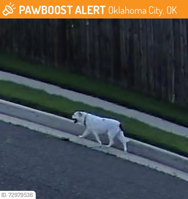 Found/Stray Unknown Dog last seen Off of sooner rd next to the heart hosp , Oklahoma City, OK 73135