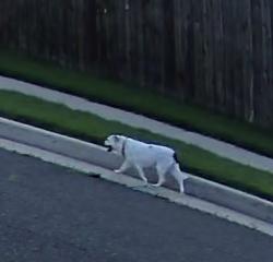 Found/Stray Unknown Dog last seen Off of sooner rd next to the heart hosp , Oklahoma City, OK 73135