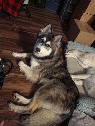 Lost Male Dog last seen Chuckson and Aste, Houston, TX 77065