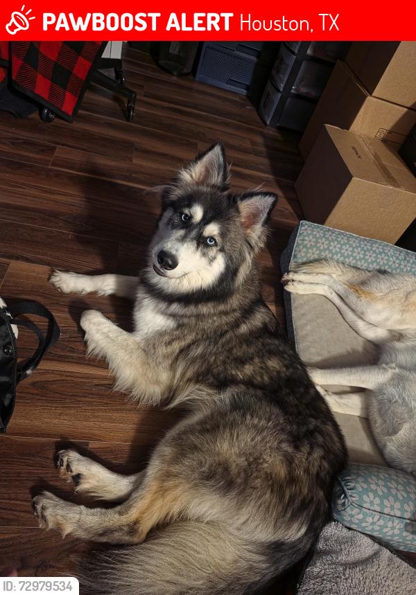 Lost Male Dog last seen Chuckson and Aste, Houston, TX 77065